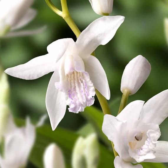 Japanorchidee weiß 