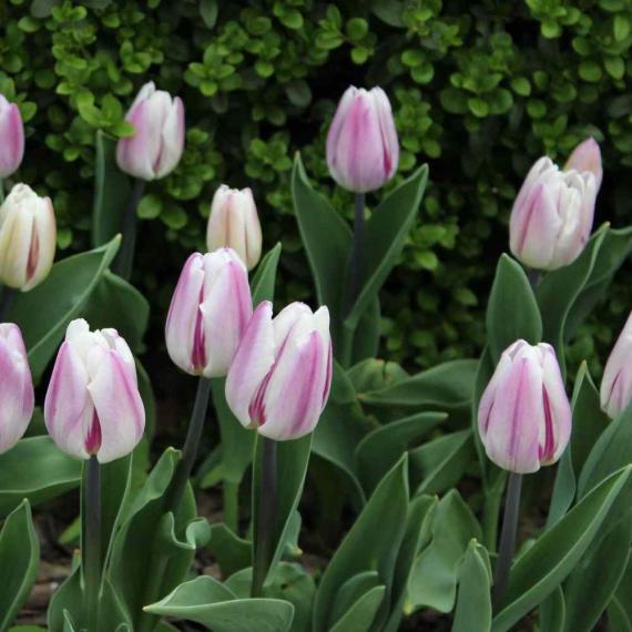 Tulpe Flaming Flag, 25 Stück 