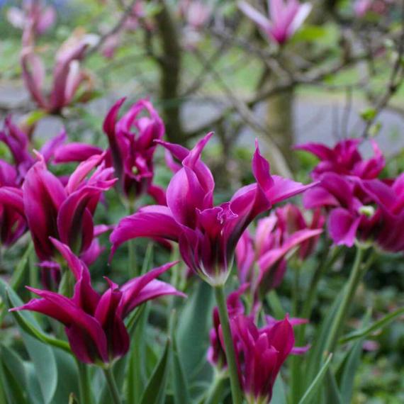 Tulpe Purple Dream, 50 Stück 