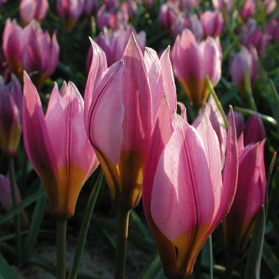 Pulchella-Tulpe, frühblühend 