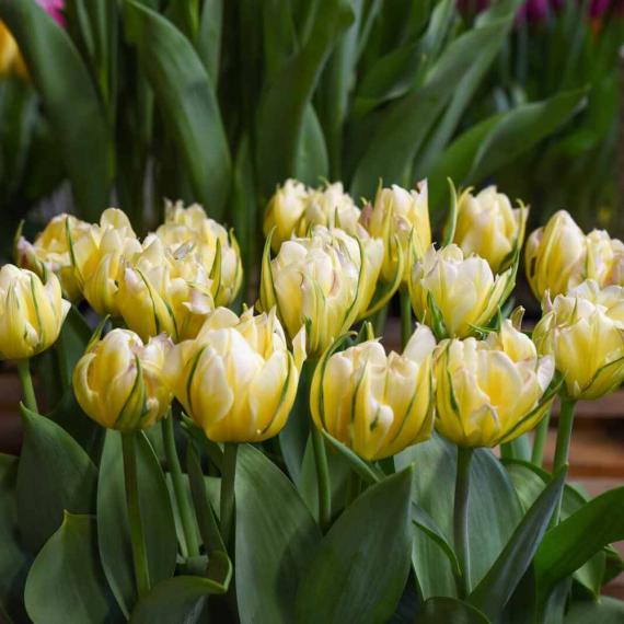 Tulpe Exotic Emperor, 50 Stück 