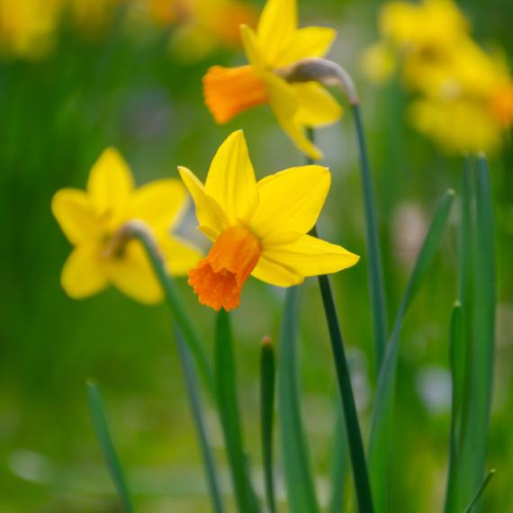 Wild-Narzisse Cyclamineus, frühblühend 