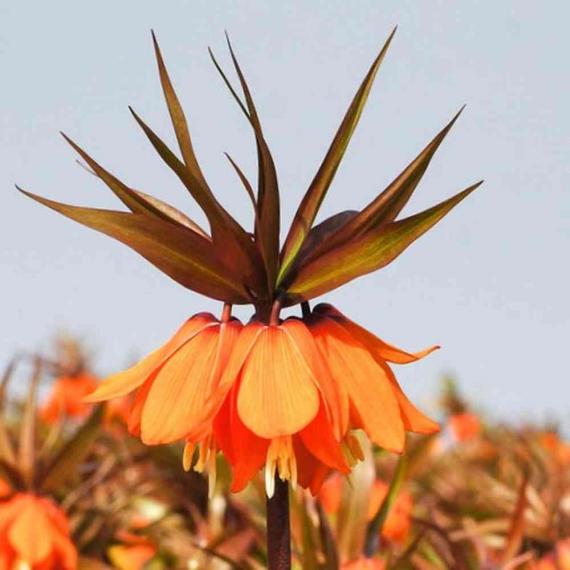 Kaiserkrone Sunset, 10 Stück 