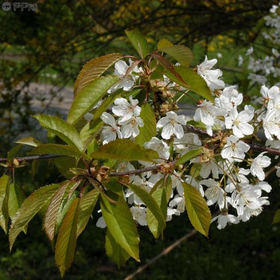 Wild-Hecke 100 