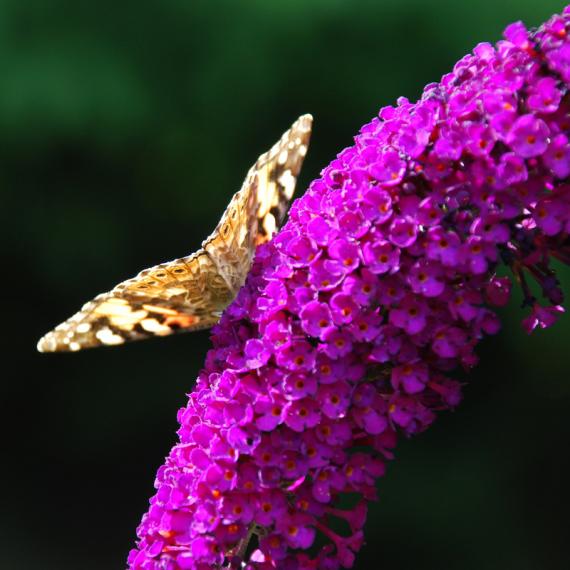 Sommerflieder, Schmetterlingsflieder, purpurrot 