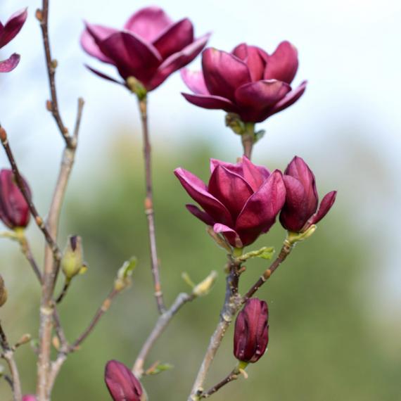 Rote Tulpen-Magnolie 