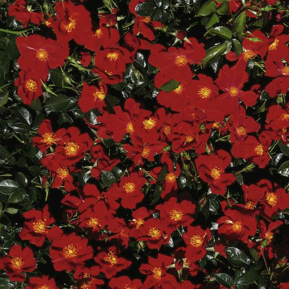 Teichrandrose, hellrot 