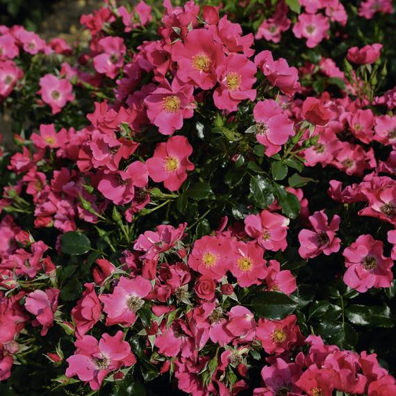 Teichrandrose, lachsrosa 