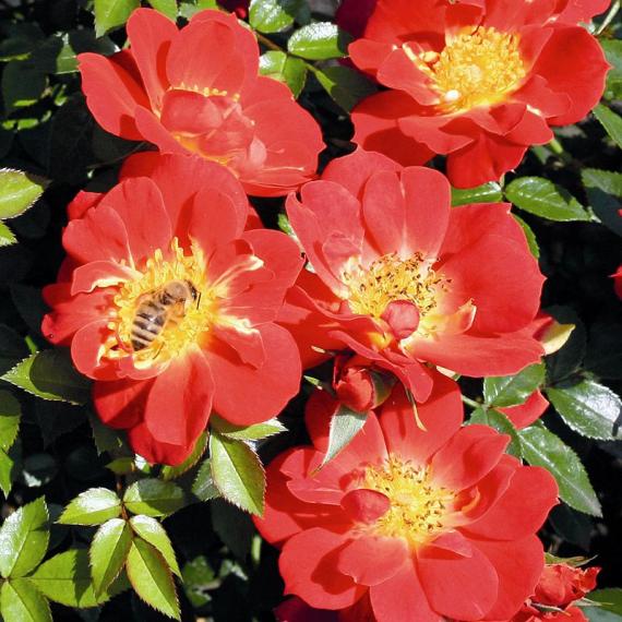 Rose Bienenweide ® Hellrot 