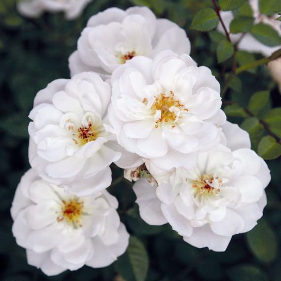 Rose Bienenweide ® Weiß 