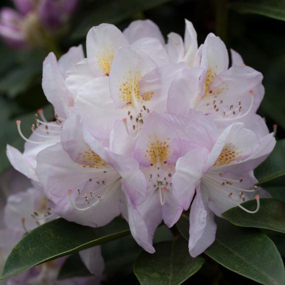 Rhododendron rosa 
