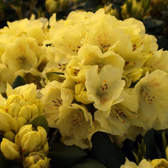 Rhododendron gelb 
