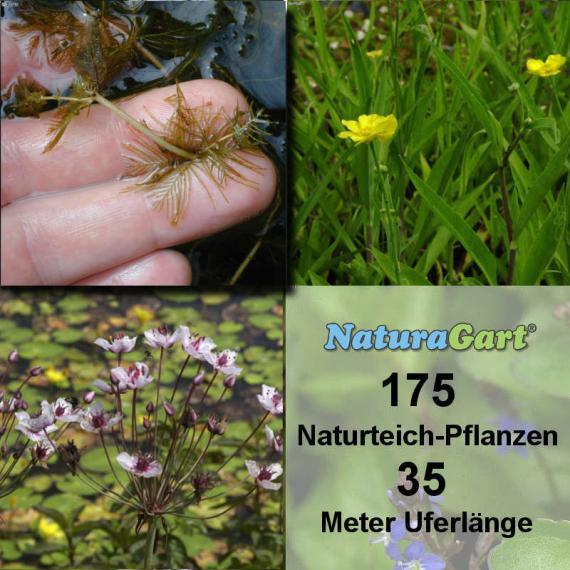 Natur-Teichpflanzen 175 