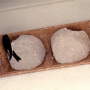 Mehlschwalben-Nester, 2 Stück 