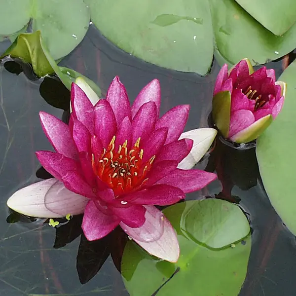 NaturaGart Shop | Seerose Ellisiana