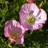 Artikelbild 2 des Artikels “Die wiederkehrende rosa Pracht “