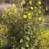 Artikelbild 2 des Artikels “Sonnenblume, hellgelb “