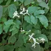 Artikelbild 2 des Artikels “Bodendecker-Waldrebe “