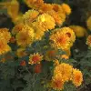 Artikelbild 2 des Artikels “Winteraster, goldgelb “