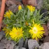 Artikelbild 2 des Artikels “Stauden-Mittagsblume, gelb “
