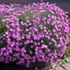 Artikelbild 2 des Artikels “Pfingst-Nelke, rosa “