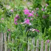 Artikelbild 2 des Artikels “Staudenwicke, rosa “