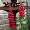 Artikelbild 2 des Artikels “Lupine, rot “