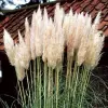Artikelbild 2 des Artikels “Pampasgras, weiß “