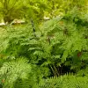 Artikelbild 2 des Artikels “Königsfarn, Wildform “