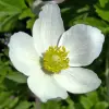 Artikelbild 2 des Artikels “Wald-Anemone “