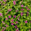 Artikelbild 2 des Artikels “Schlangenkopf, rosa “
