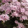 Artikelbild 2 des Artikels “Teppich-Phlox, rosa-weiß “