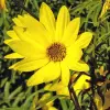 Artikelbild 2 des Artikels “Weidenblättrige Sonnenblume “