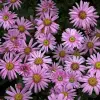 Artikelbild 2 des Artikels “Berg-Aster, rosa “