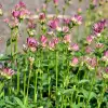 Artikelbild 2 des Artikels “Sterndolde, rosa “