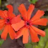 Artikelbild 2 des Artikels “Lichtnelke, orange “