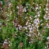 Artikelbild 2 des Artikels “Gewürz-Thymian “