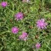 Artikelbild 2 des Artikels “Wiesen-Flockenblume “