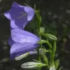 Artikelbild 2 des Artikels “Pfirsichblättrige-Glockenblume “