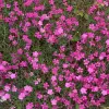 Artikelbild 2 des Artikels “Heide-Nelke “