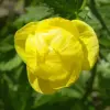 Artikelbild 2 des Artikels “Trollblume “