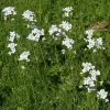 Artikelbild 2 des Artikels “Wiesenschaumkraut “