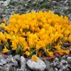 Artikelbild 2 des Artikels “Shogun Tulpe “