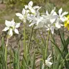 Artikelbild 2 des Artikels “Engelstränen-Narzisse, weiß “