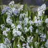 Artikelbild 2 des Artikels “Zwerghyazinthe “