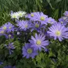 Artikelbild 2 des Artikels “Strahlen-Anemone, Farbmischung “