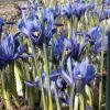 Artikelbild 2 des Artikels “Zwerg-Iris blau “