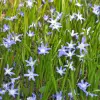 Artikelbild 2 des Artikels “Schneeglanz “