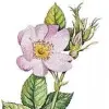 Artikelbild 2 des Artikels “Heckenrose, Hundsrose “
