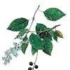 Artikelbild 2 des Artikels “Trauben-Kirsche, frühblühende “